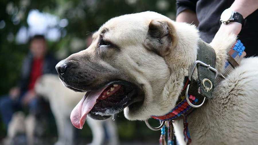 Perro Kangal cachorro