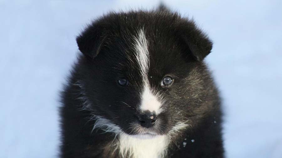 perro bebe Perro Oso de Carelia