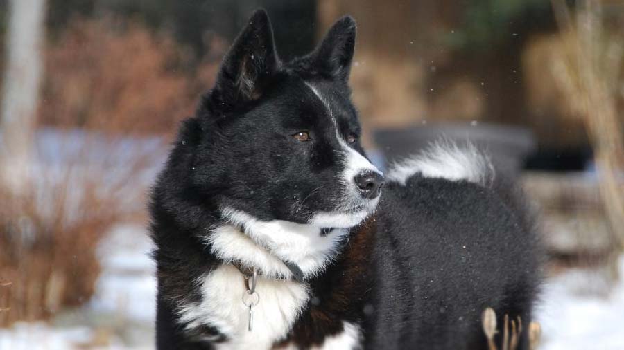 Perro Oso de Carelia cachorro