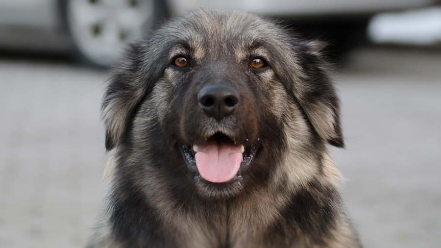 Pastor Kárstico cachorro