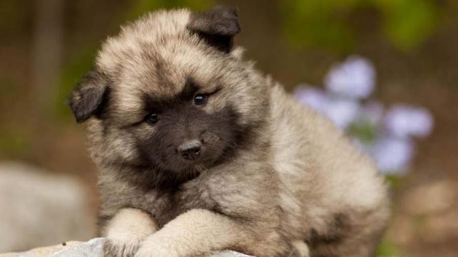 perro bebe Keeshond