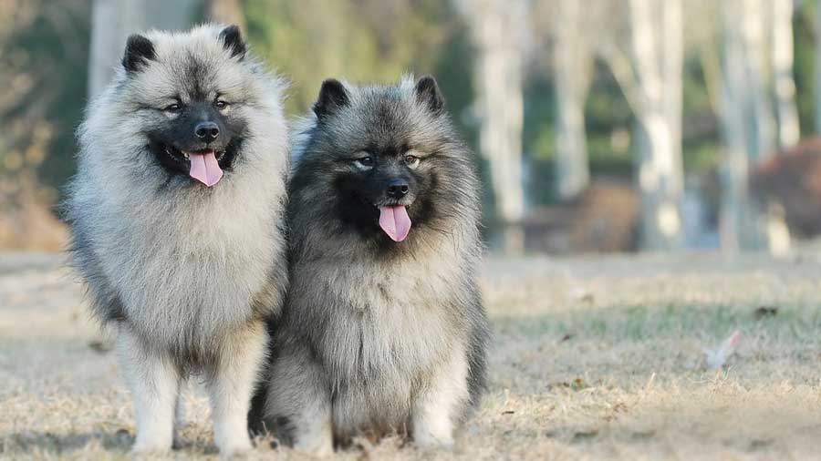 Keeshond cachorro