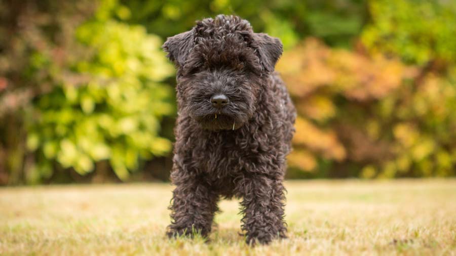 perro bebe Kerry Blue Terrier