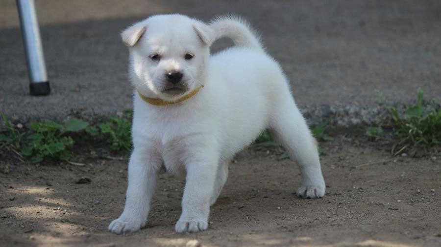 perro bebe Kishu