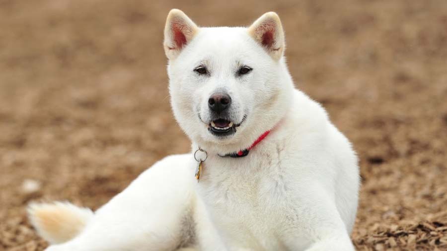 Kishu cachorro