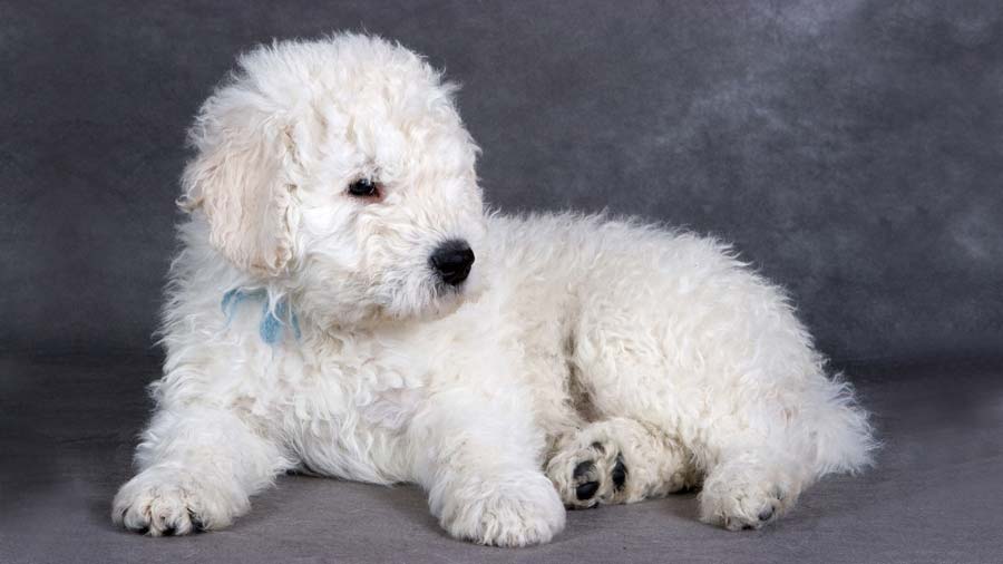 perro bebe Komondor