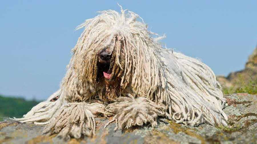 Komondor cachorro