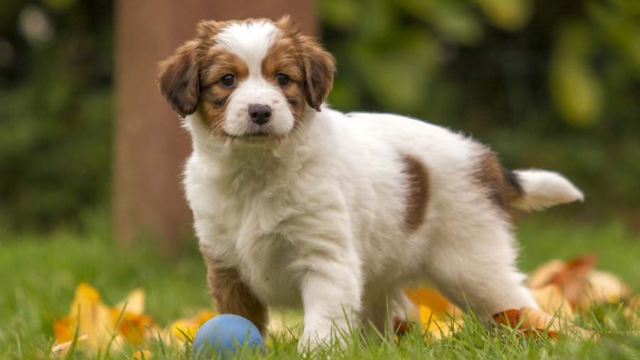 perro bebe Spaniel Holandés