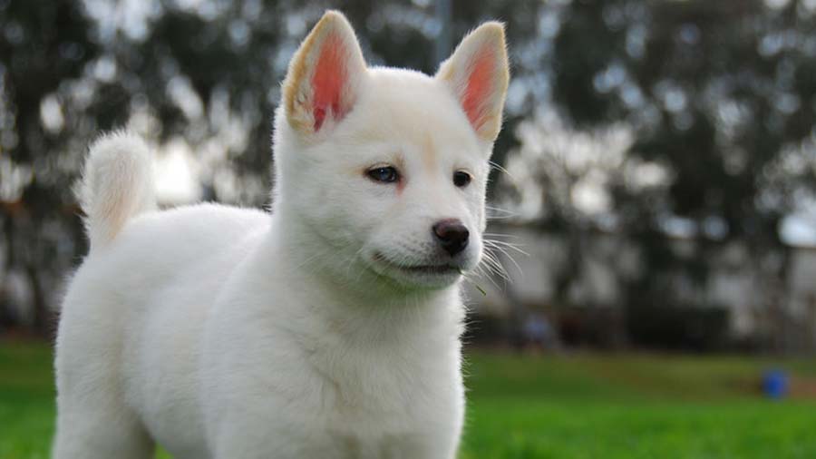 perro bebe Jindo Coreano