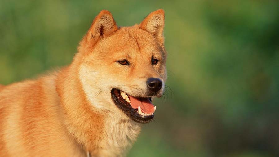 Jindo Coreano cachorro