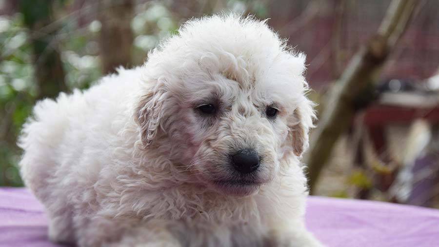 perro bebe Kuvasz