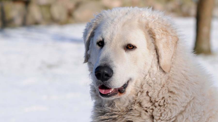 Kuvasz cachorro