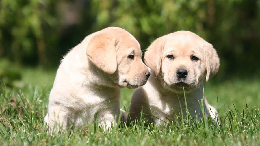 perro bebe Labrador Retriever