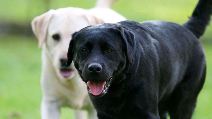 Labrador Retriever cachorro