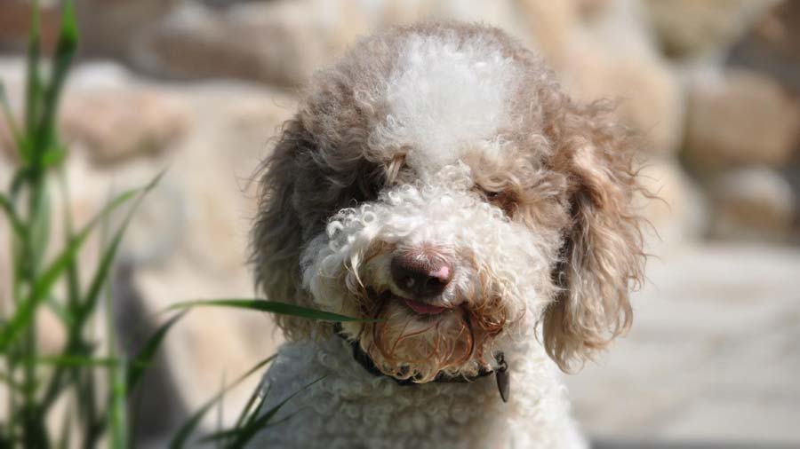 perro bebe Lagotto Romagnolo