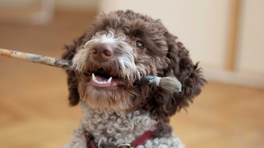 Lagotto Romagnolo cachorro