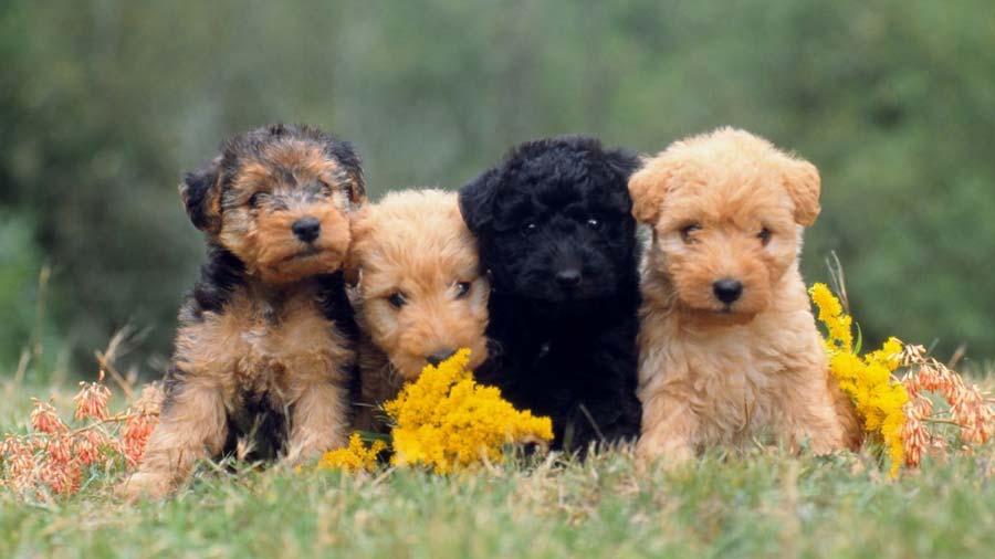 perro bebe Terrier de Lakeland