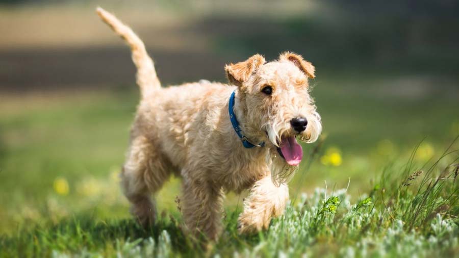 Terrier de Lakeland cachorro