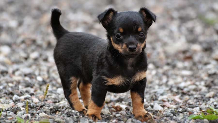 perro bebe Lancashire Heeler