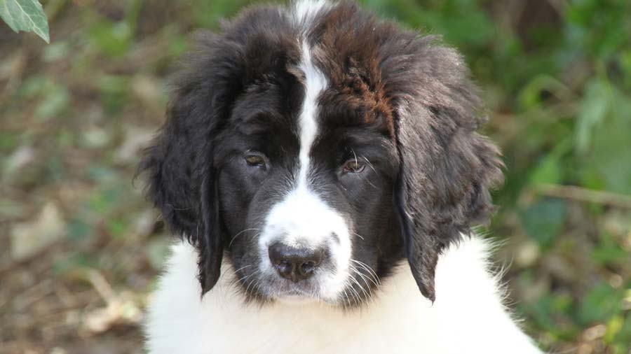 Landseer Bebe