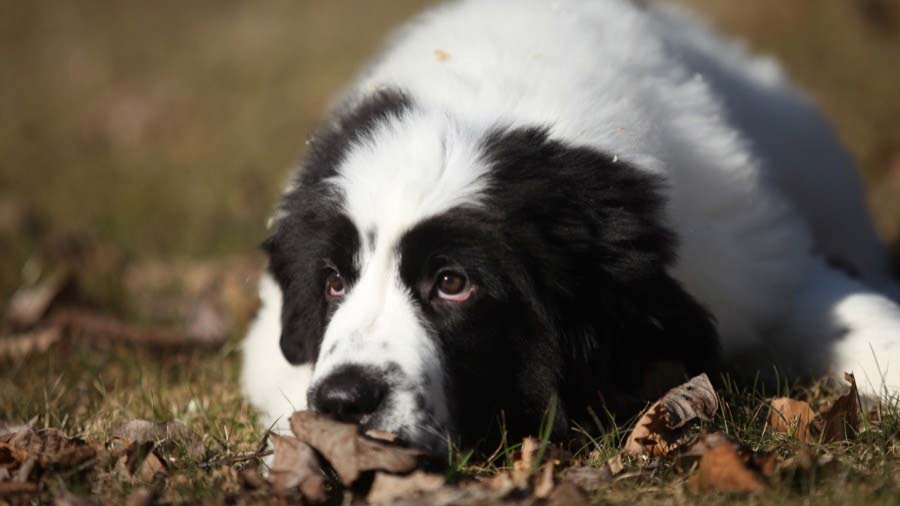 Landseer cachorro