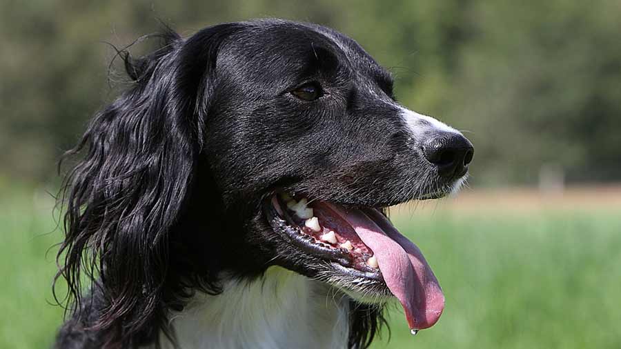 Munsterlander Grande cachorro