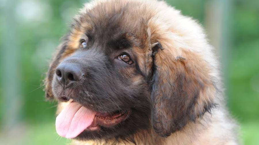 perro bebe Leonberger