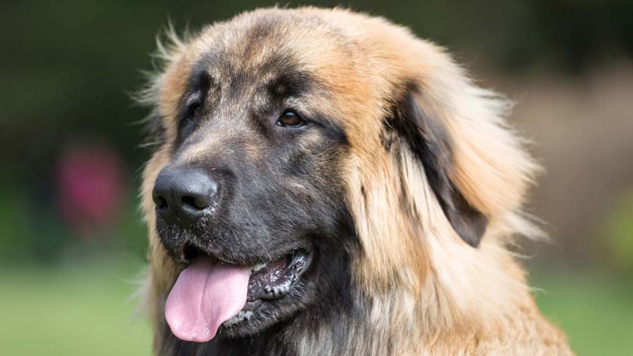 Leonberger cachorro