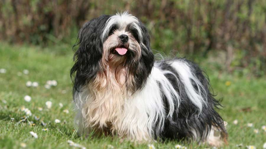 Lhasa Apso cachorro