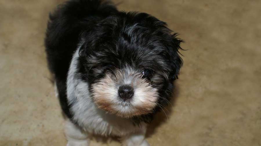 perro bebe Pequeño Perro León