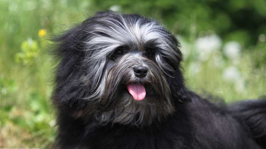 Pequeño Perro León cachorro