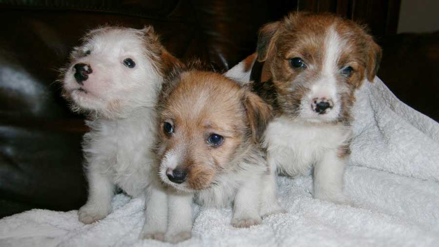 perro bebe Lucas Terrier