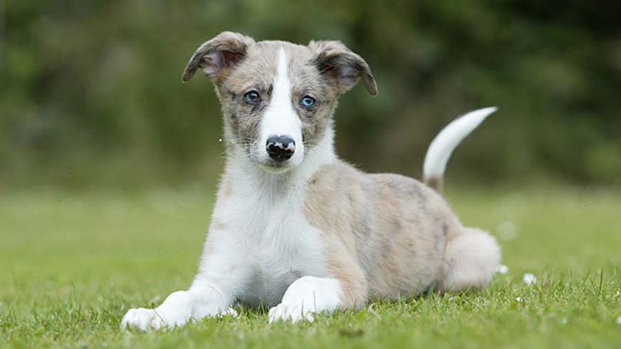 perro bebe Lurcher