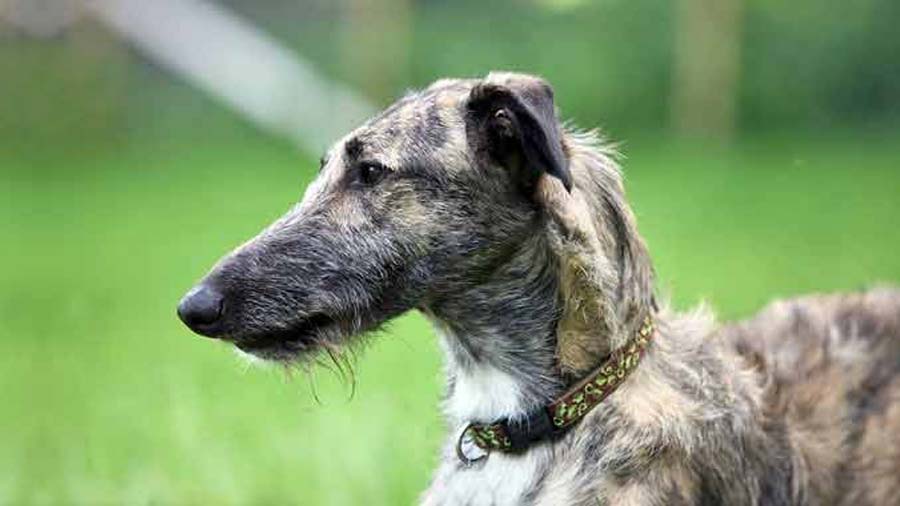 Lurcher cachorro