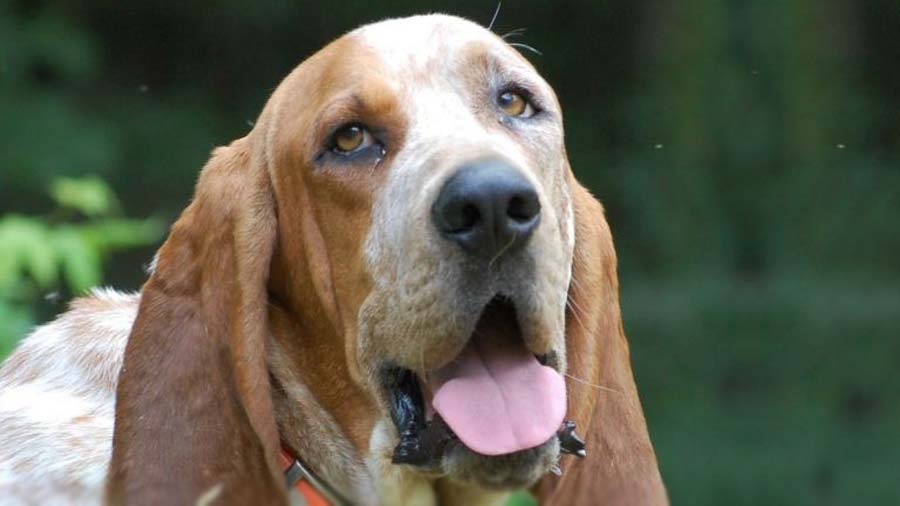 Sabueso del Árbol Majestuoso cachorro