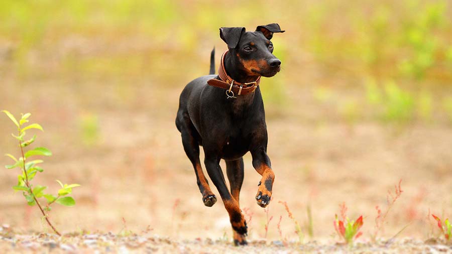 Manchester Terrier cachorro