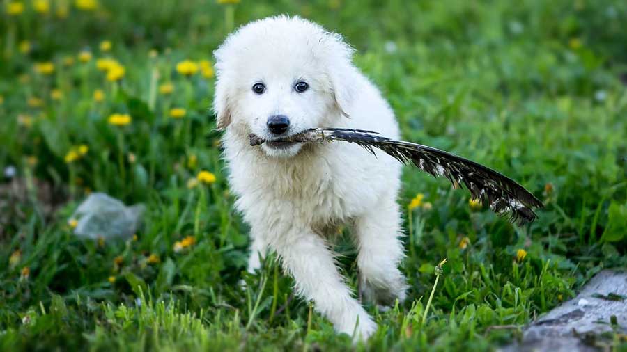 perro bebe Pastor de Maremma