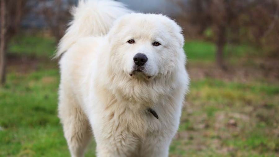 Pastor de Maremma cachorro