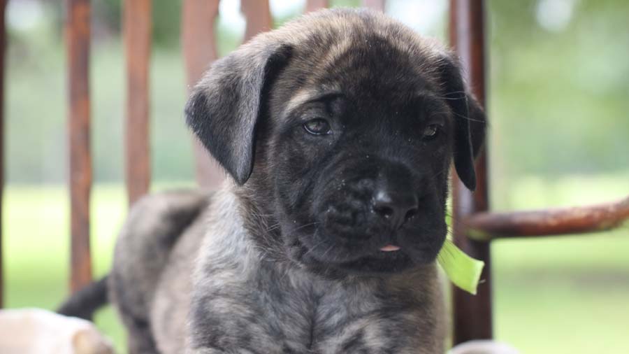 perro bebe Mastín Inglés