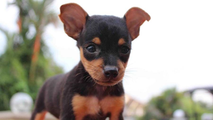 perro bebe Pinscher Miniatura