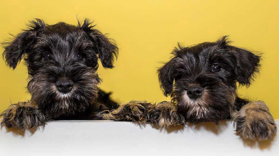 perro bebe Schnauzer Miniatura