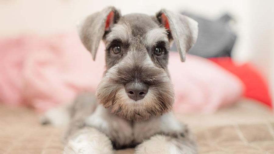 Schnauzer Miniatura cachorro