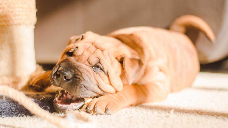 perro bebe Shar Pei Miniatura