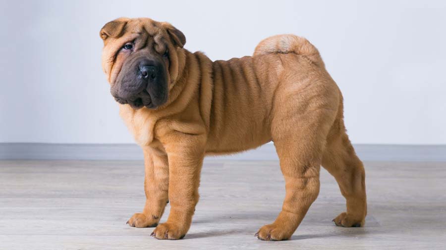 Shar Pei Miniatura cachorro