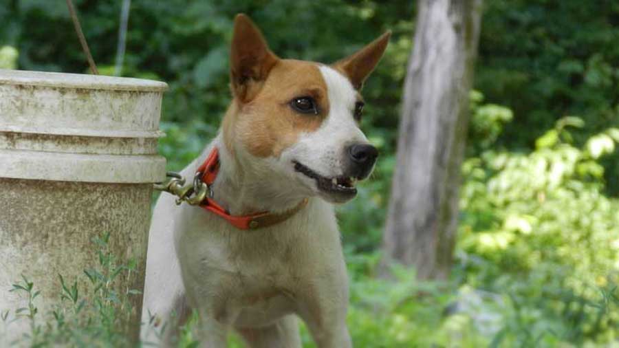 Mountain Feist cachorro