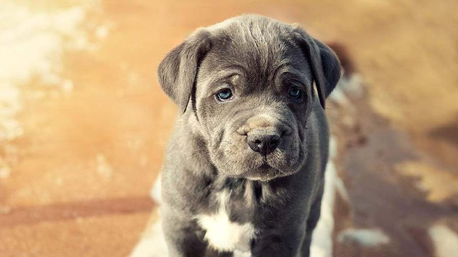 perro bebe Mastín Napolitano