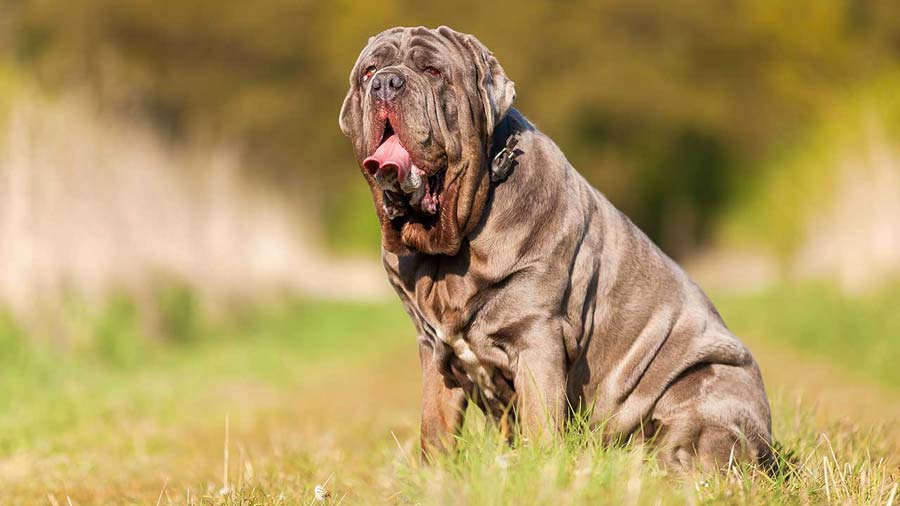 Mastín Napolitano cachorro