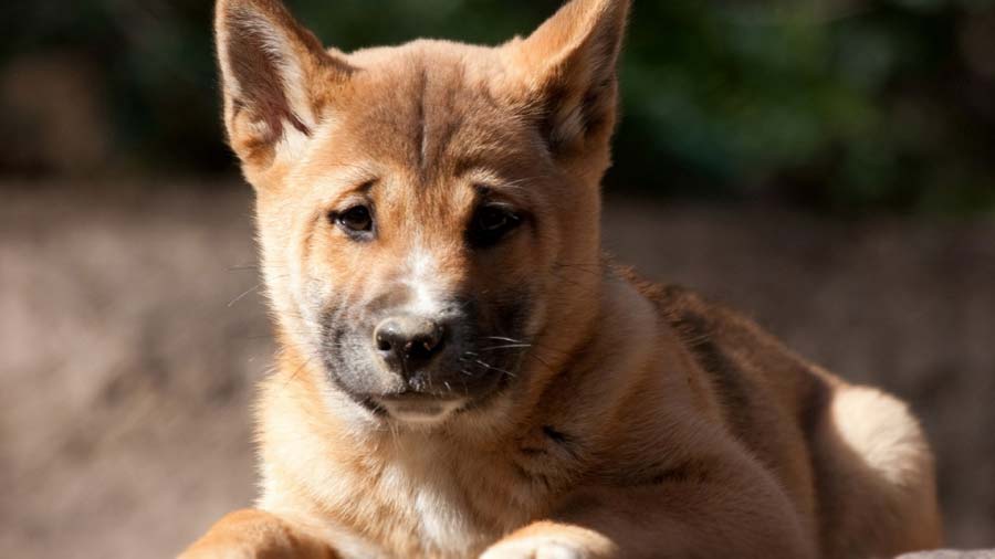 perro bebe Perro Cantor de Nueva Guinea