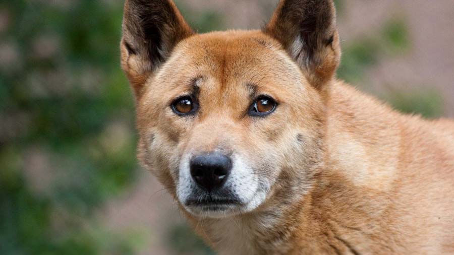 Perro Cantor de Nueva Guinea cachorro