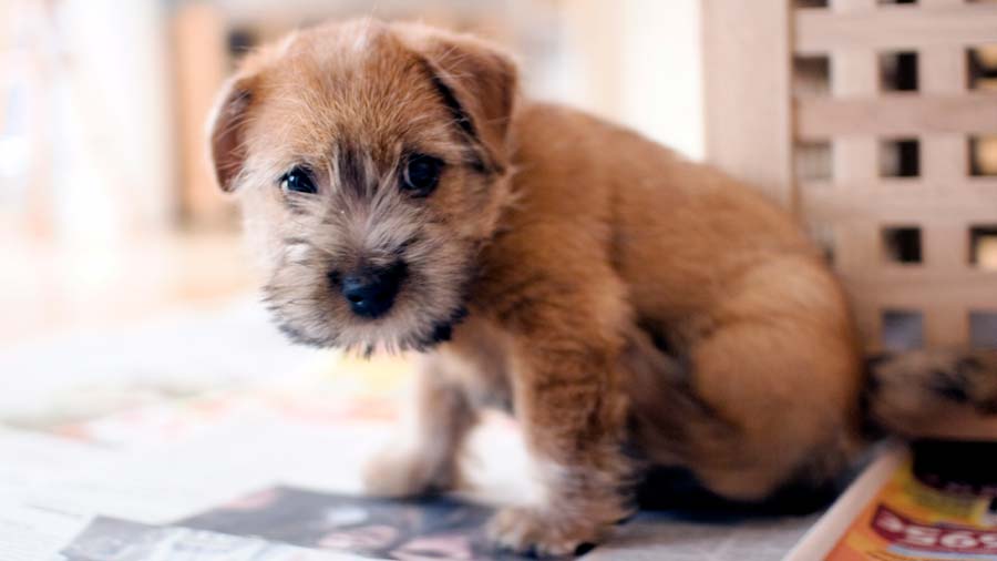 perro bebe Terrier de Norfolk